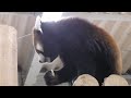 レッサーパンダ　ガオガオくん　屋内で元気にしています　【のんほいパーク】red panda gaogao kun toyohashi zoo