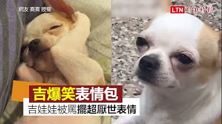 「吉爆笑」表情包！吉娃娃被阿嬤罵 竟擺超厭世表情：唸完沒？