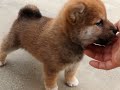 柴犬女子3月25日生まれ　h