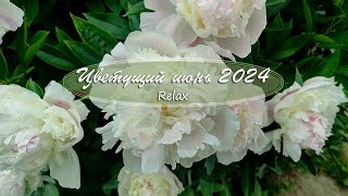 Цветущий июнь 2024. Дачная хроника / Relax / Дача как есть