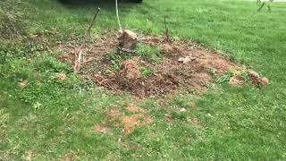 Beautiful Lifted Ram gently removes a Stump