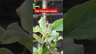 Hot Climate Apple Flowering In Udalguri Assam Bodoland|| #youtubeshortsviral #hotclimateapple