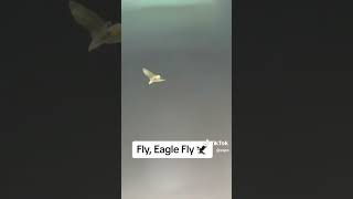 The Eagles Had A Real Eagle Fly In Their Stadium 😯 | #eagles #nfl #philadelphia #eagle #shorts #fyp
