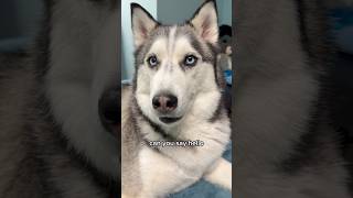 My husky speaks SO well! #husky #talkingdog #cutedogs #doglover #dogshorts #dogmom #dogvideo #dogs