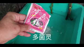 家种葡萄74 : 成功率高的水催根