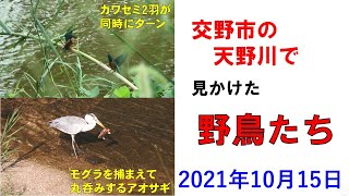 交野市を流れる天野川で見かけた野鳥たち2　2021/10/15