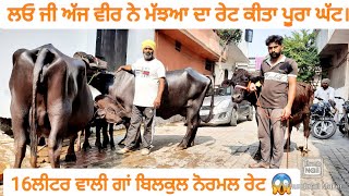 10-11ਲੀਟਰ ਵਾਲੀਆ ਮੱਝਆ ਅਤੇ 1 ਗਾਂ ਵੀਕਾਓ। Buffalo and cow for sale/vadiya farm/29-10-22