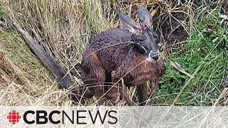 Fugitive kangaroo that escaped Ontario zoo found safe