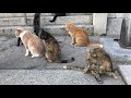 猫同士の挨拶が面白い greetings between cats are interesting