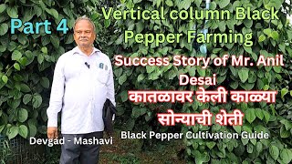 Vertical Black Pepper Farming I कातळावर केली काळ्या सोन्याची शेती, Black Pepper Cultivation  Part 4.