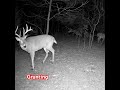 when deer met other dèer deer whitetail