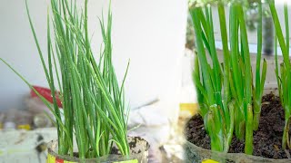 Growing garlic in a plastic bottle ปลูกกระเทียมในขวดพลาสติก