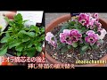 【ガーデンルーティン★ショート】ビオラの摘芯その後と、挿し芽苗の植え替え🌱Viola Pinch and Repotting seedling cuttings✂