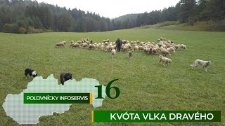 Poľovnícky infoservis: Kvóta na lov vlka dravého