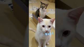 猫のあくびはうつるのか？検証してみた！