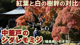 紅葉と白の樹幹の対比　中釜戸のシダレモミジ（福島県いわき市）