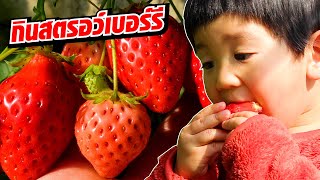 สตรอว์เบอร์รีญี่ปุ่นฉ่ำๆ ฮิคารุกินสตรอเบอรี่สดๆจากสวน Strawberry Picking | SUGOI JAPAN l 352