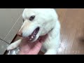 shiba inu great joy （white shiba dog）