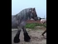 Old town road song Best cover