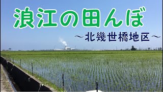 浪江のお米の苗は順調に育っています！【なみえチャンネル第２２８回】