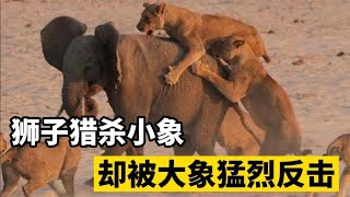 狮子成功猎杀小象，却想猎杀大象，抱住大象撕咬，却被大象反击