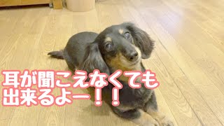 耳が聞こえない犬にジェスチャーでのしつけ練習💖【もうすぐ13歳ワンコのほっこり田舎暮らし❤️】耳はほぼ聞こえないよー…#ダックス #犬  #ダックスフンド  #ワンコ #dachshund #dog