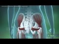 Sciatica during pregnancy Anatomy Sciatica during pregnancy Anatomy