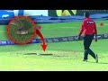 Snake brings cricket match to a halt in Sri Lanka | Starvision News