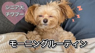 シニア犬チワプー　ココのモーニングルーティン