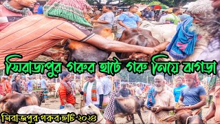 সিরাজপুর গরুর হাটে গরু নিয়ে ঝগড়া ! ভরপুর জমে উঠেছে সিরাজপুর হাট ! banglar goru