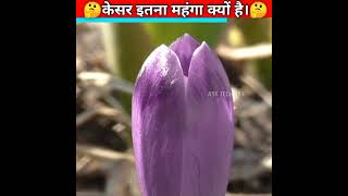 🤔केसर इतना ज्यादा महंगा क्यों हैं?😱why is saffron so expensive.#shorts #shortvideos #youtube