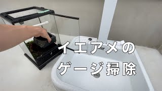 イエアメのゲージ掃除をします！　＃イエアメガエル　＃カエル　＃両生類