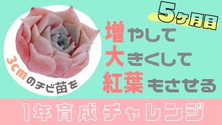 【育成チャレンジ】3cmのチビ苗を１年間でどこまで増やして、大きくして、紅葉もさせられるか(５ヶ月目)【多肉植物】