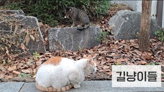 길냥이들 - 4일만에 드디어 집으로 돌아온 오뎅이 #고양이 #ねこ #cat