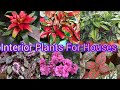 Beautiful Indoor Plants With Names| Easy Colourful Indoor Plants| Interior Plants For Houses