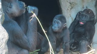 小金剛Ringo看著阿姨的食物Baby gorilla Ringo watched auntie's food