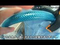 金魚 錦鯉 90cm水槽 水替えあるある♪だよね～。