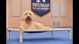 Toby (Goldendoodle) Boot Camp Dog Training Video Demonstration