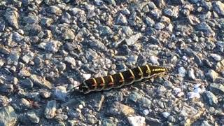 Wag, wag, wag 尻尾を振る [セスジスズメの幼虫 — Taro Hornworm — Fukuoka, Japan]