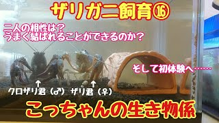 ザリガニ飼育⑯「ついに二人が出会う」こっちゃんの生き物係