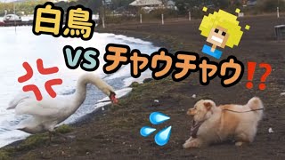 白鳥に怒られるチャウチャウ【山中湖】