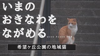 【沖縄】国際通り裏の公園の地域猫/Local cat in tha Kibougaoka Park at Naha city Okinawa.【固定カメラ】