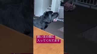 飼い主のことをよく観察するラブラドールレトリーバー #ラブラドールレトリーバー