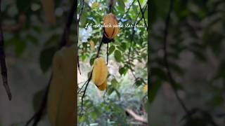 Star fruit #newvideo #fruit #atlasbook