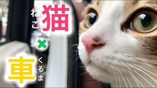 ＊84 病院帰りのドライブを楽しむ猫（リクト）❤️【実家編】