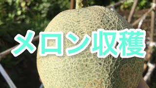 【メロン収穫】種から育てたメロン