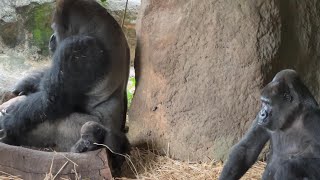 スモモちゃんに触れたいトトさん【未公開編】【上野動物園】ゴリラ