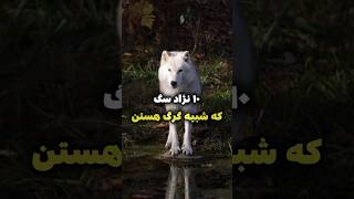 ۱۰ نژاد سگ که شبیه گرگ هستند | دنیای حیوانات