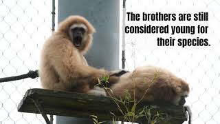 Lar Gibbon Brothers Arrive