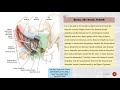 ilioinguinal approach according to the letournel.